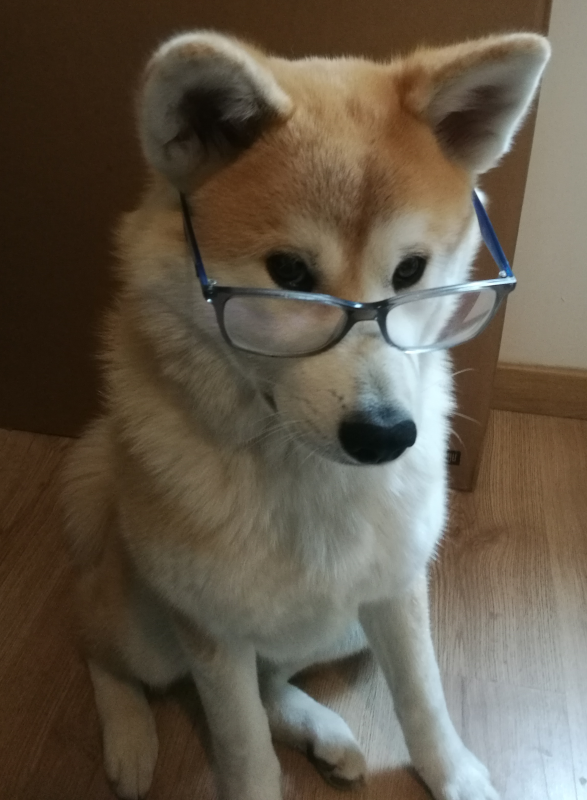 Kira, Akita Inu, portant des lunettes, indiquant sa haute éducation